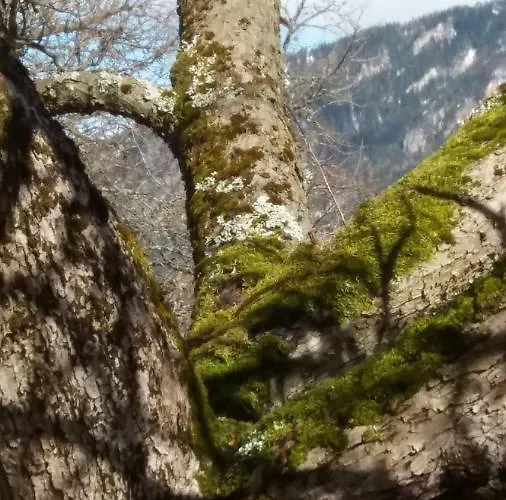 Nyaraló Holzer Payerbach